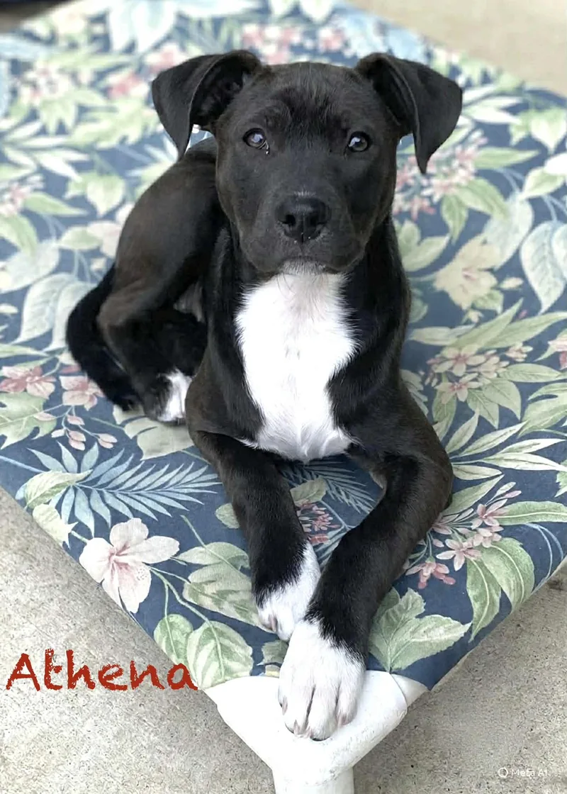 Athena thumbnail 4