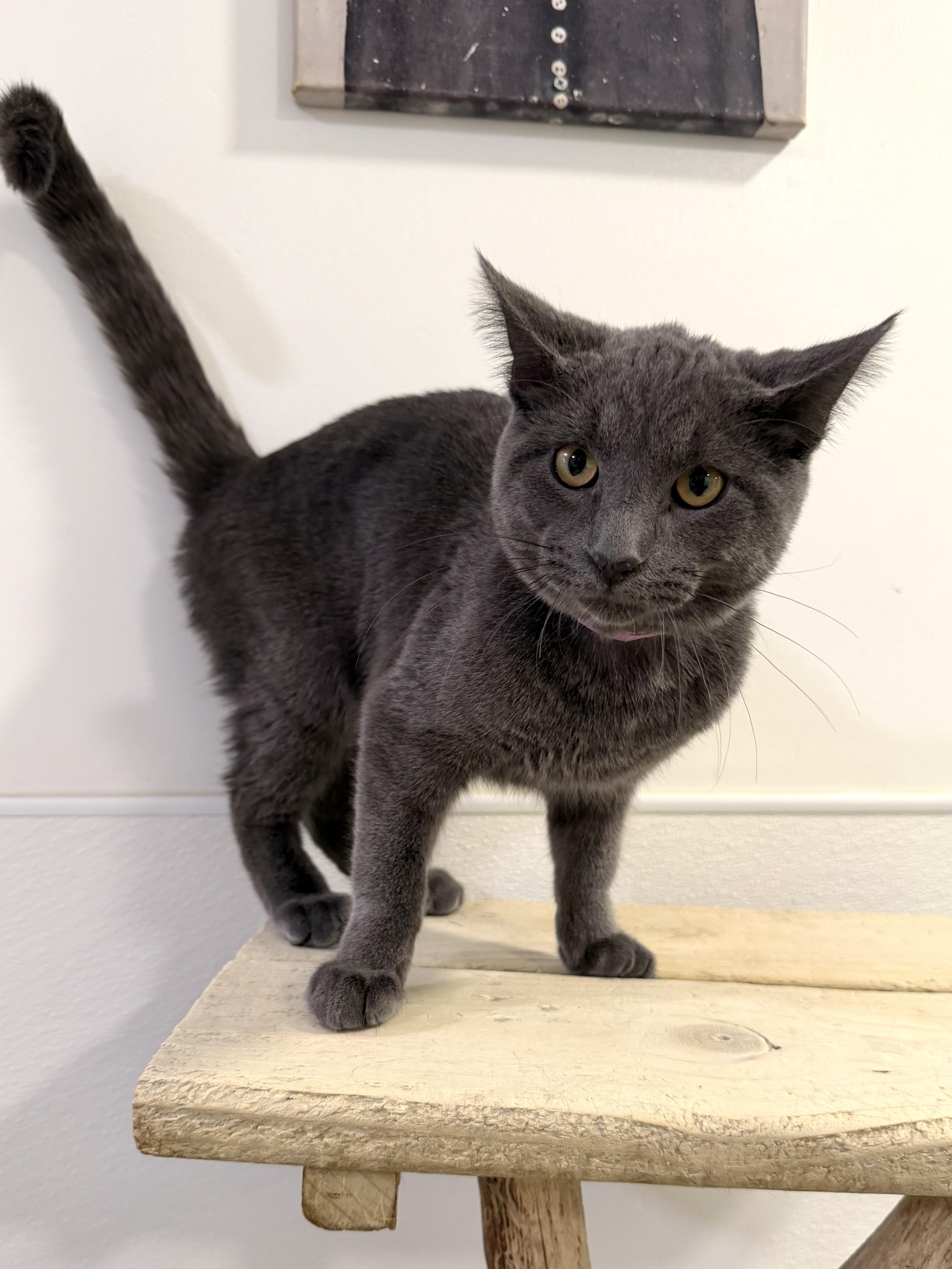 Diaper Genie thumbnail 2