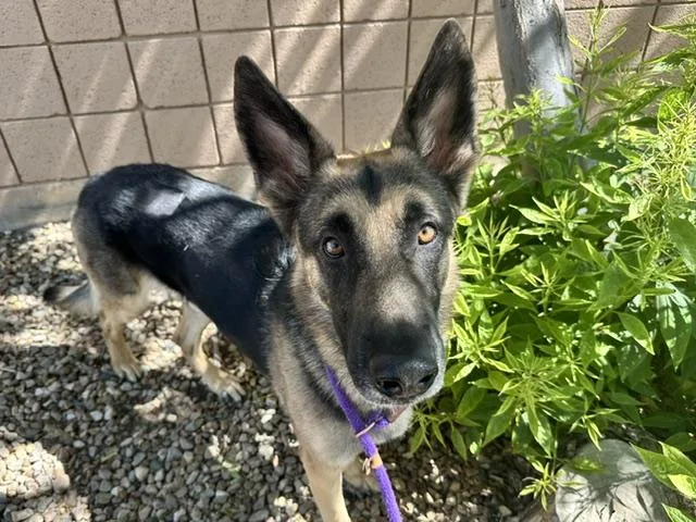 A young large-sized male German Shepherd Dog dog named Larry for adoption in Albuquerque, NM