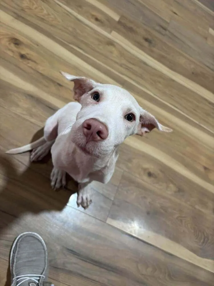 A young medium-sized male Mixed Breed dog named Yancy for adoption in Scott, LA