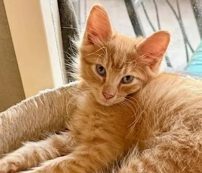 A baby small-sized male Domestic Short Hair cat named Adonis Blue Collar for adoption in Tustin, CA