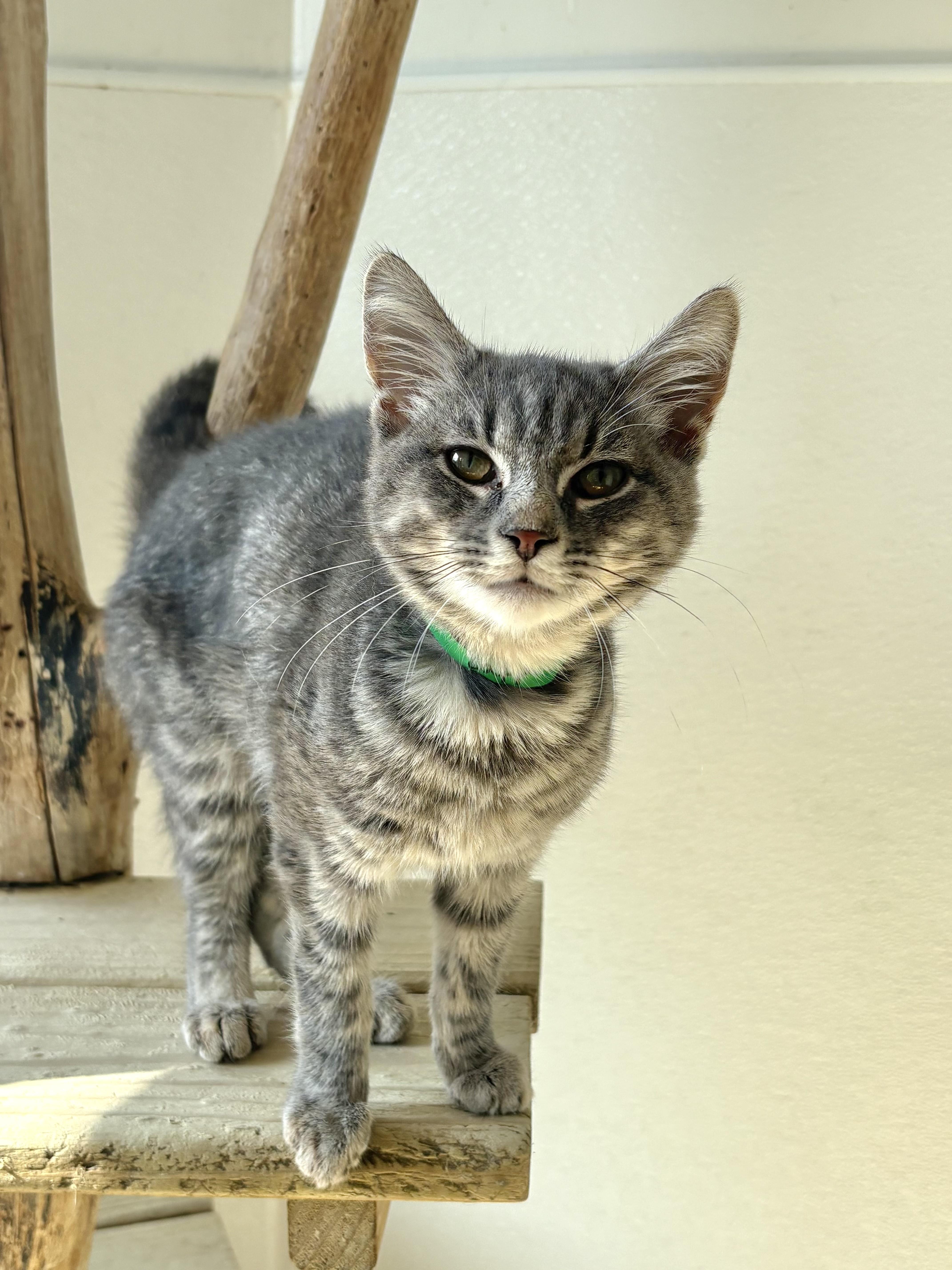 A baby medium-sized male Gray & White Domestic Short Hair cat named Capp for adoption in Chicago, IL