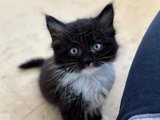 A baby small-sized female Domestic Short Hair cat named Maisie for adoption in Camarillo, CA
