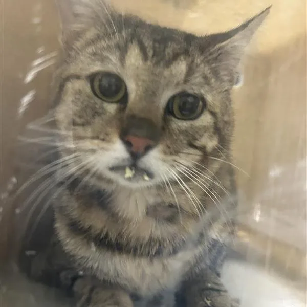 An adult medium-sized male Black Domestic Short Hair cat named Working Cat Donald Glover for adoption in Tacoma, WA