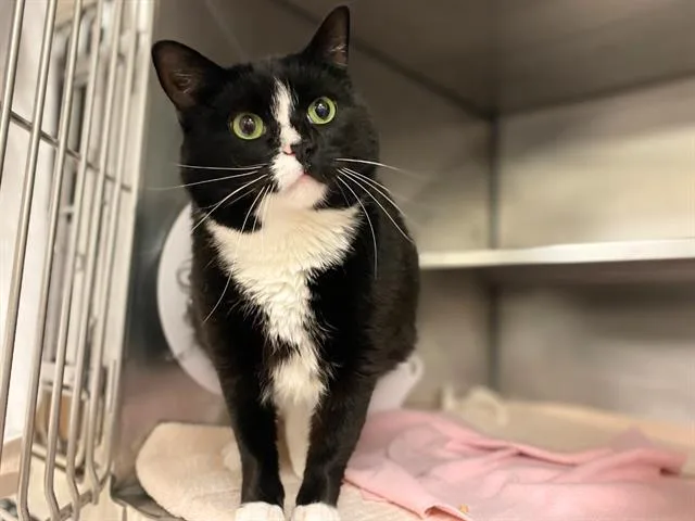 A young medium-sized female Domestic Short Hair cat named Cleocattra for adoption in Fort Wayne, IN