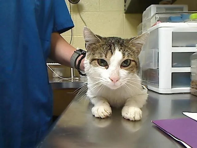 A young medium-sized male Domestic Short Hair cat named Gonezo for adoption in Cookeville, TN
