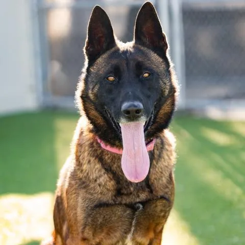 An adult large-sized male Belgian Shepherd / Malinois dog named Ace for adoption in Camarillo, CA