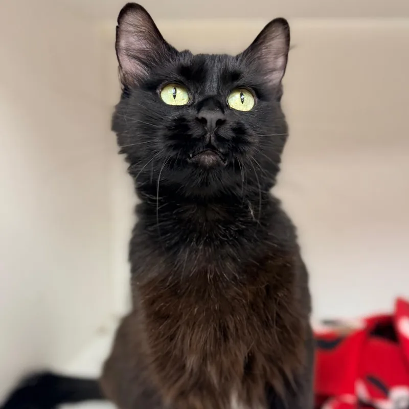Gabby