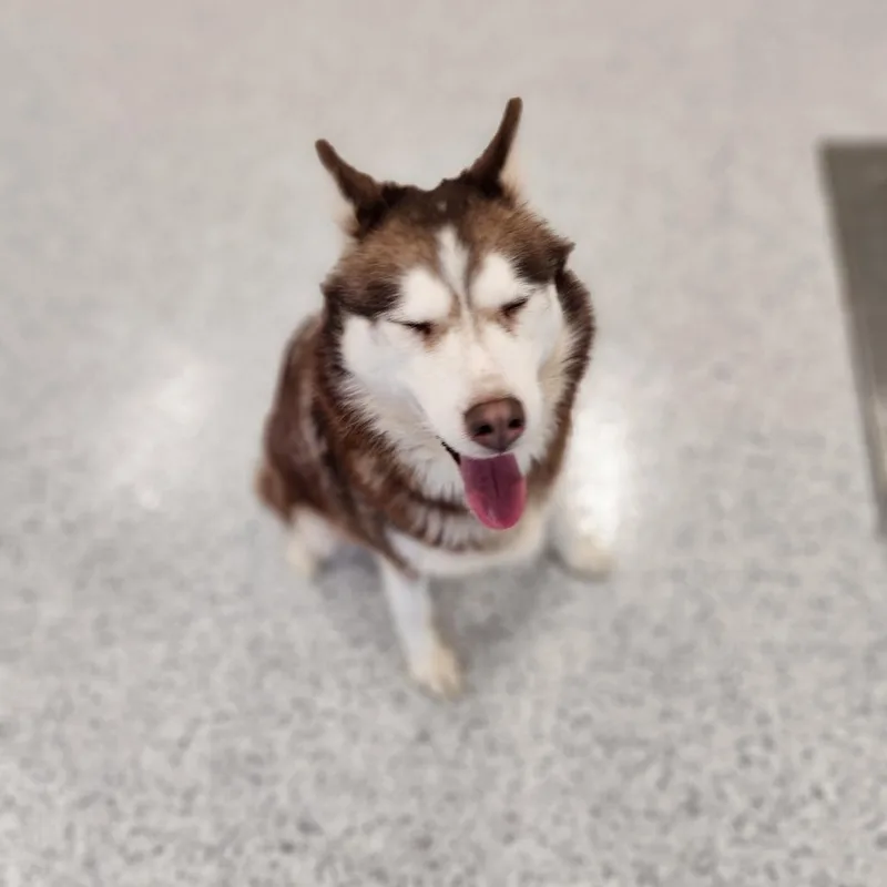 An adult medium-sized female Red / Chestnut / Orange Siberian Husky dog named Zoey for adoption in Fort Wayne, IN
