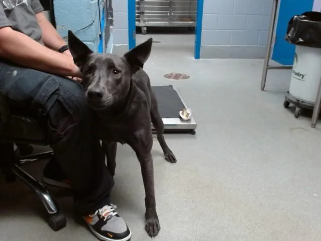 A young medium-sized female Labrador Retriever dog named Corn for adoption in Albuquerque, NM
