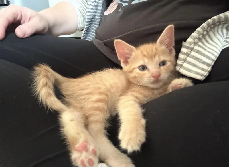 A young medium-sized male Orange / Red Domestic Short Hair cat named Johnny for adoption in Lemont, IL