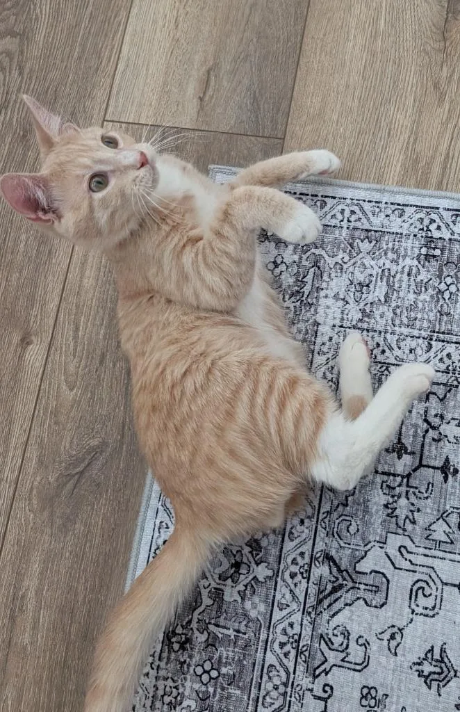 Pumpkin  No Longer thumbnail 3