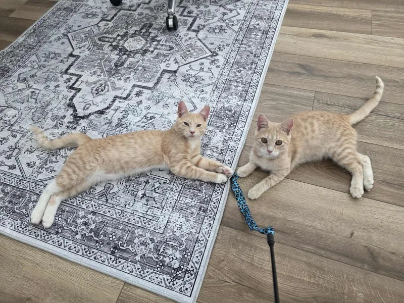 Pumpkin  No Longer thumbnail 4