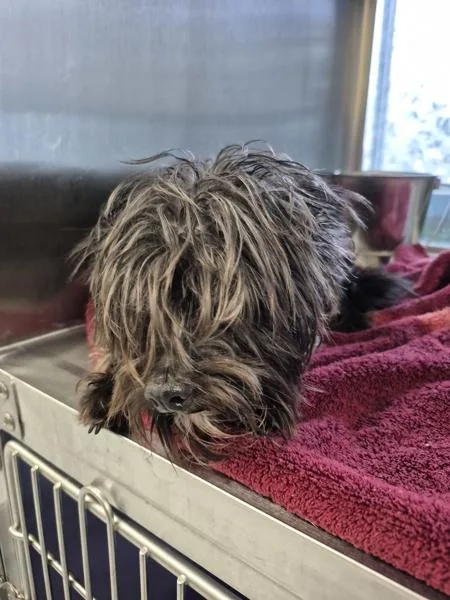 An adult small-sized male Terrier dog named Pen for adoption in Lawrenceville, GA