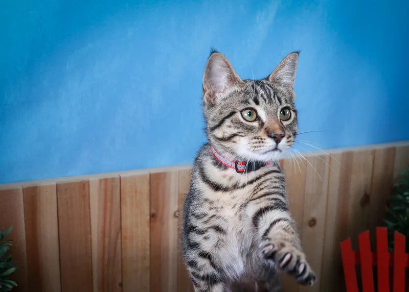 A baby medium-sized male Tabby (Brown / Chocolate) Domestic Short Hair cat named Taz the whole for adoption in Parker, TX