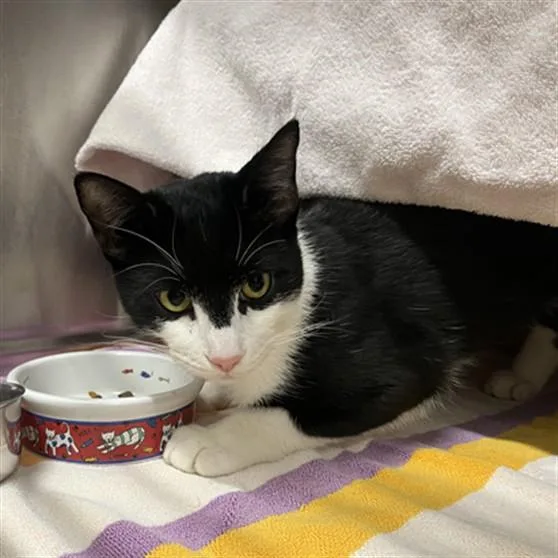 A young medium-sized male Domestic Short Hair cat named Zorro for adoption in Derwood, MD