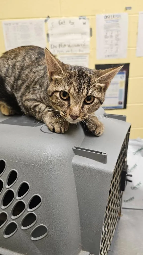 A baby small-sized female Domestic Short Hair cat named Leona for adoption in Crossville, TN