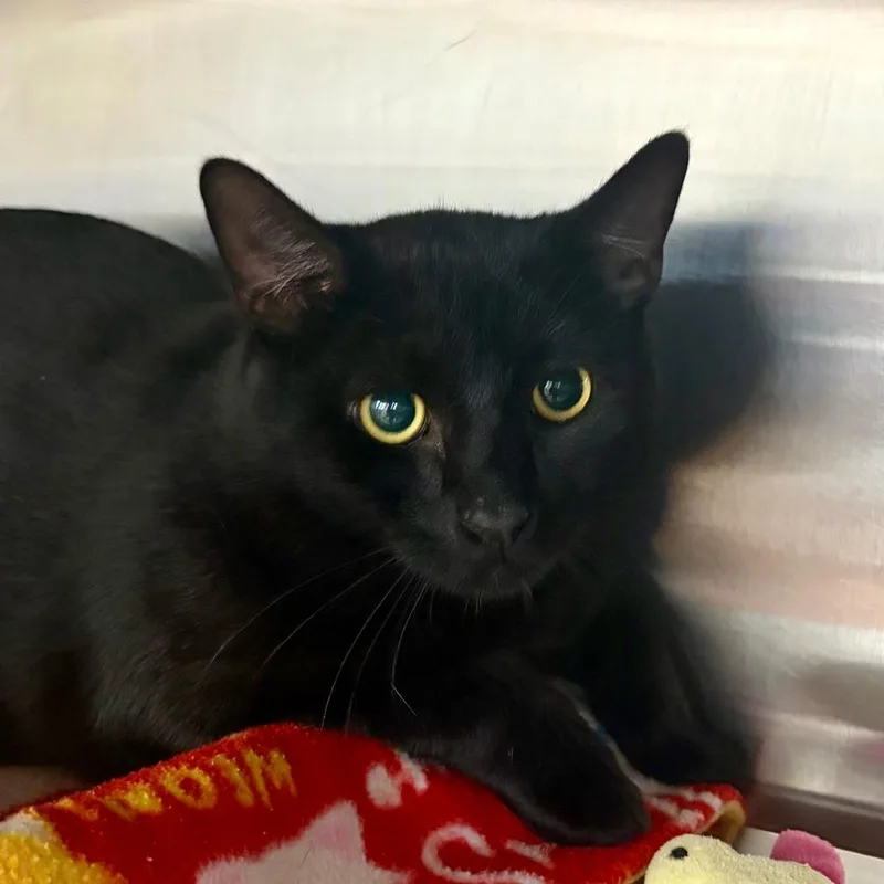 An adult large-sized male Black Domestic Short Hair cat named Hollow for adoption in Hamburg, NY