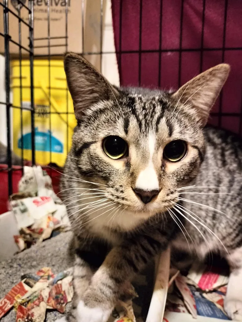 Tabby Boy