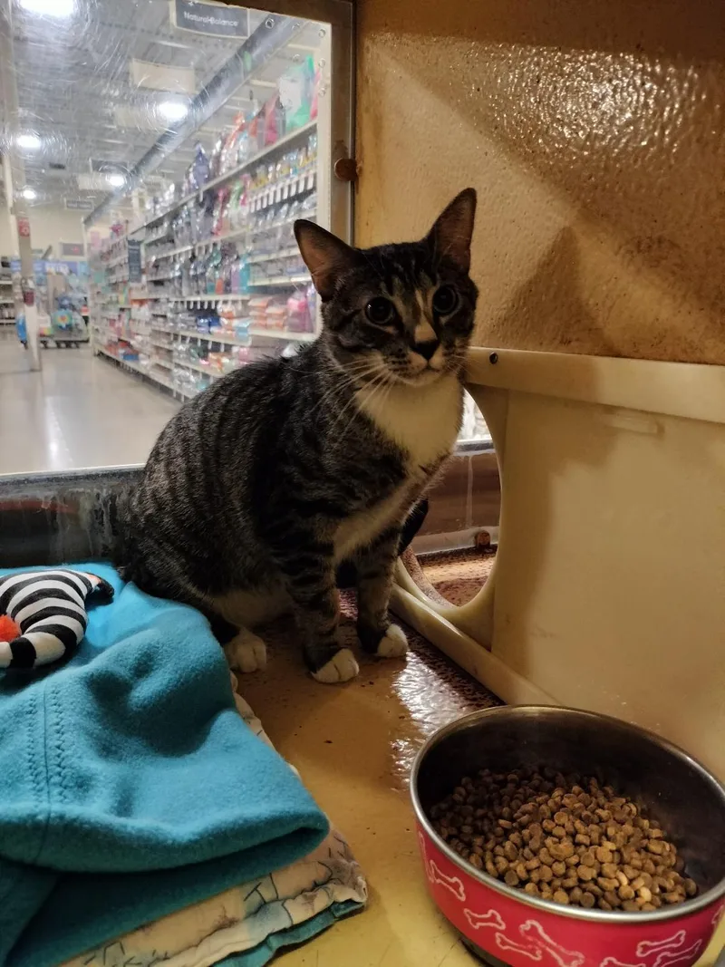 Tabby Boy thumbnail 2
