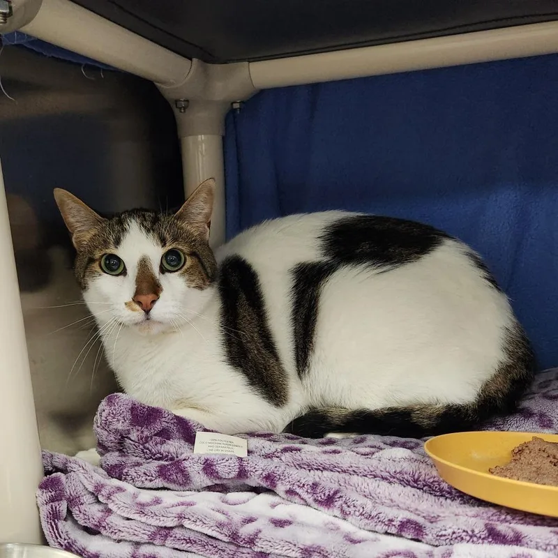 An adult large-sized male Domestic Short Hair cat named Karma for adoption in Grand Rapids, MI