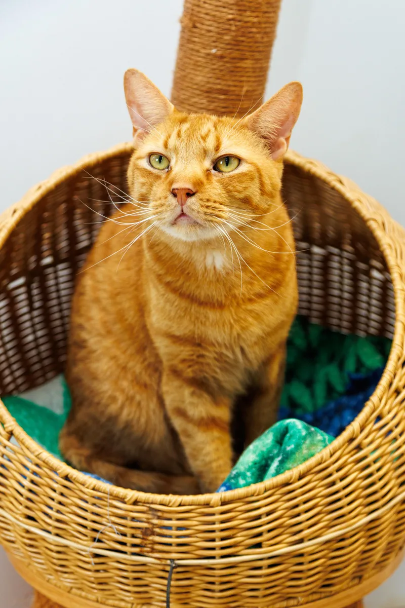 An adult large-sized male Domestic Short Hair cat named Fireheart for adoption in Chester Springs, PA