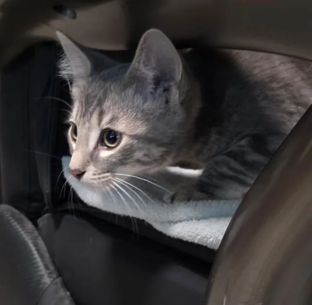 A baby small-sized male Domestic Short Hair cat named Al for adoption in Sacramento, CA