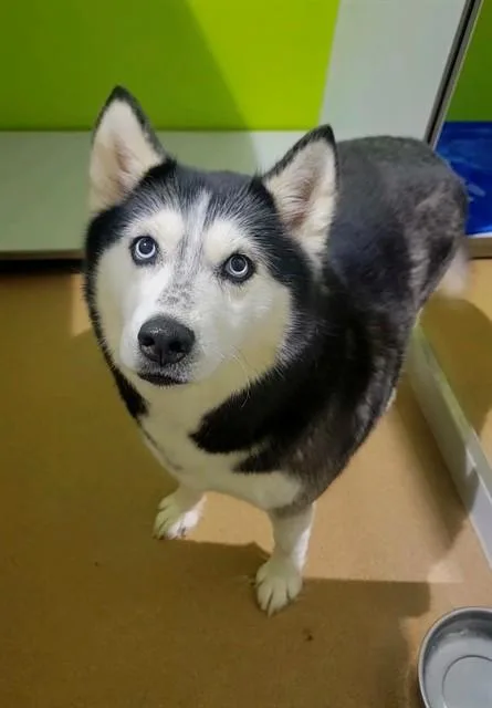 Denali