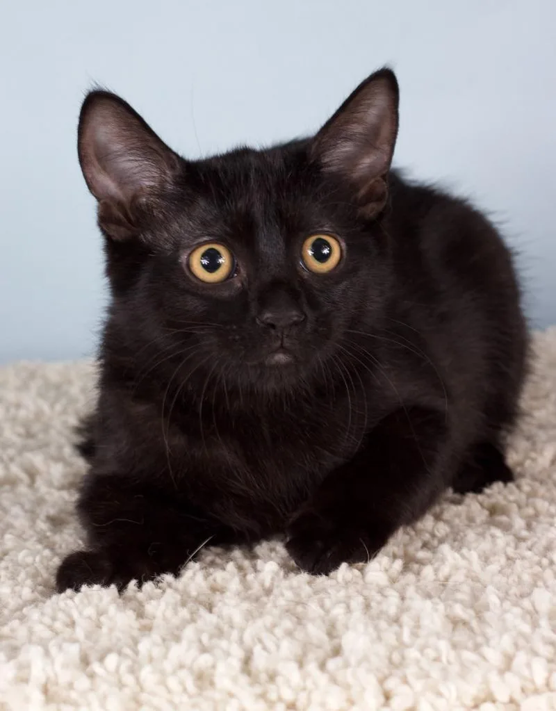 A baby small-sized female Domestic Short Hair cat named Elphaba for adoption in Gilbert, AZ