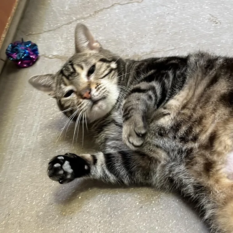 A senior large-sized male Brown / Chocolate Domestic Short Hair cat named Marble for adoption in York, PA