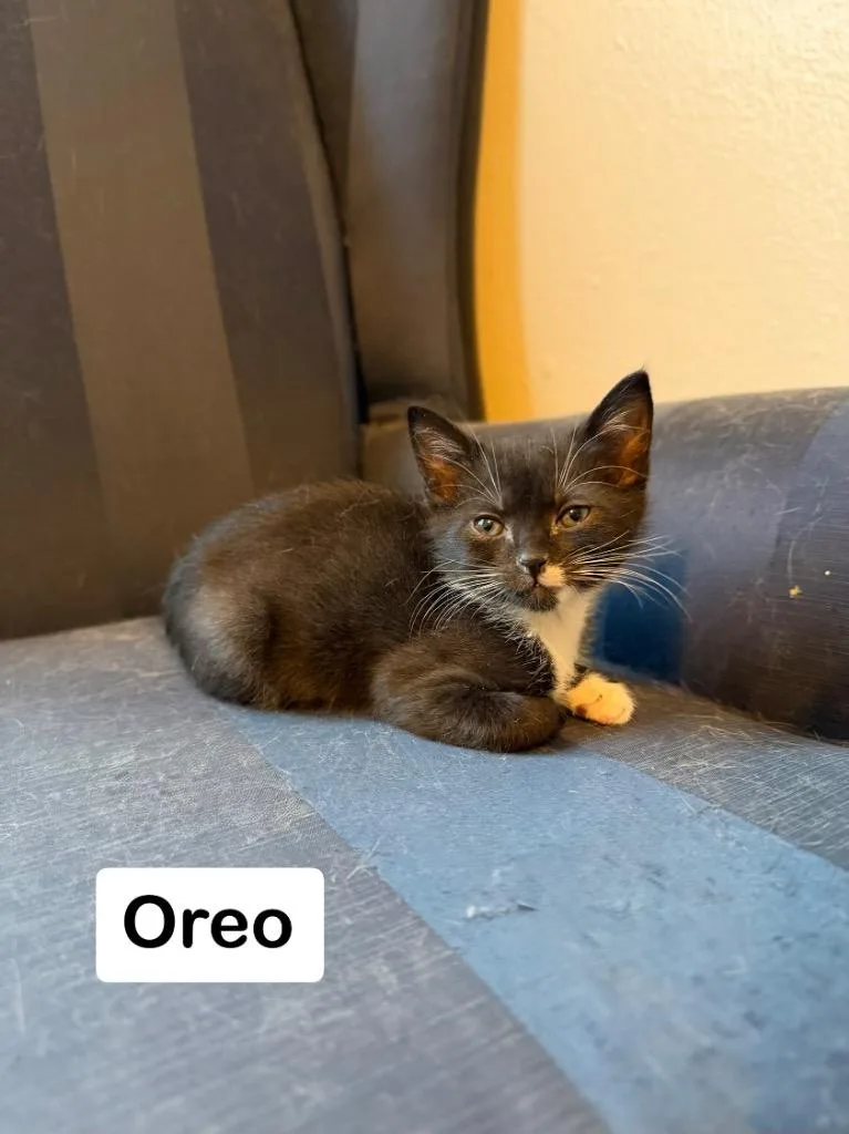 A baby medium-sized female Domestic Short Hair cat named Oreo for adoption in Hoover , AL