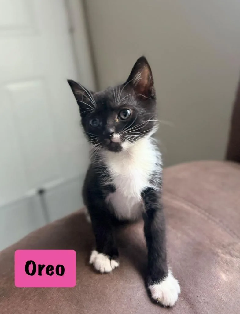 Oreo thumbnail 2