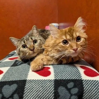 A young medium-sized male Tabby (Orange / Red) Domestic Medium Hair cat named Bowser for adoption in Rochester, MN