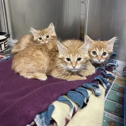 Bowser thumbnail 3
