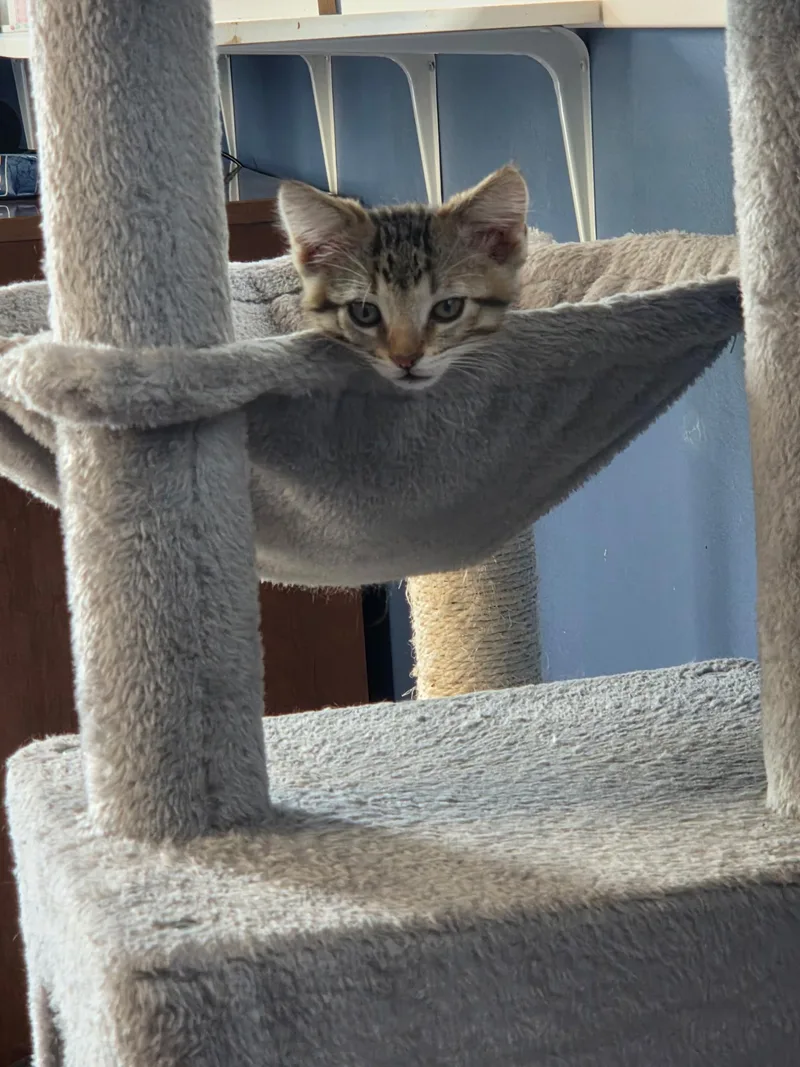 A baby medium-sized male Tabby (Brown / Chocolate) Domestic Short Hair cat named Einstein for adoption in Farmington, MN