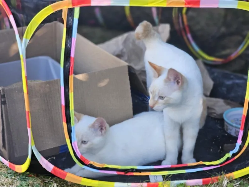 A baby small-sized male White Domestic Short Hair cat named Shorty for adoption in Bellingham, WA