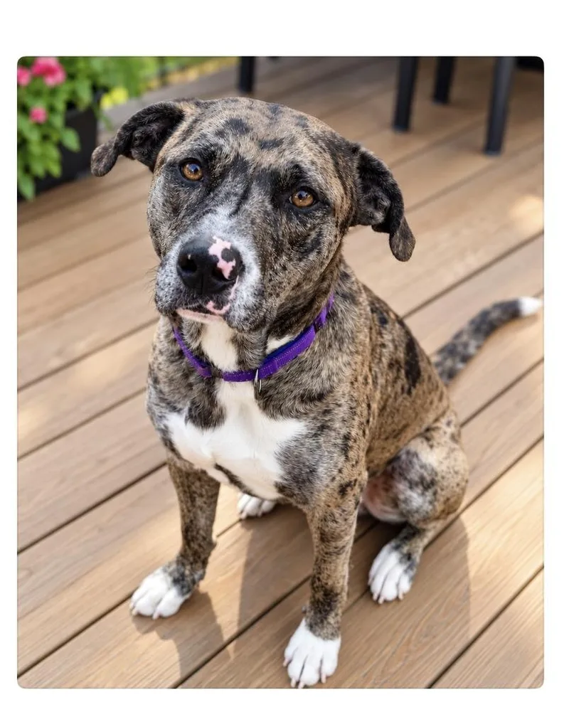 An adult large-sized male Merle (Blue) Catahoula Leopard Dog named Bark Twain for adoption in Mooresville, NC