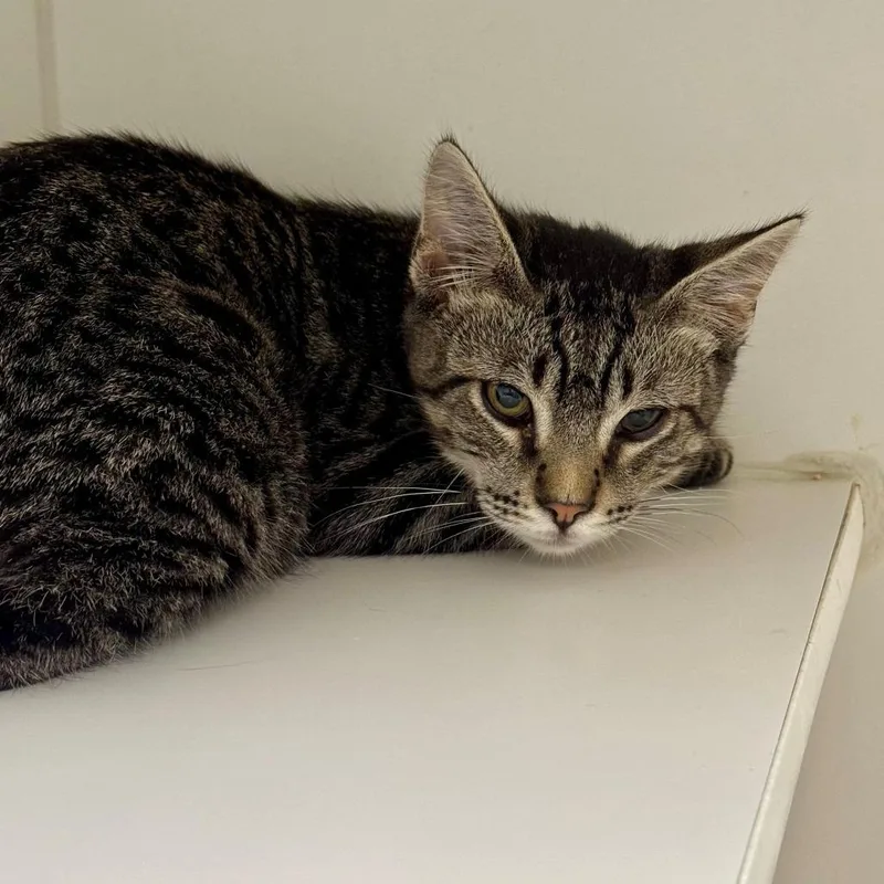 A young medium-sized male Brown / Chocolate Domestic Short Hair cat named Dandi for adoption in Long Beach, CA