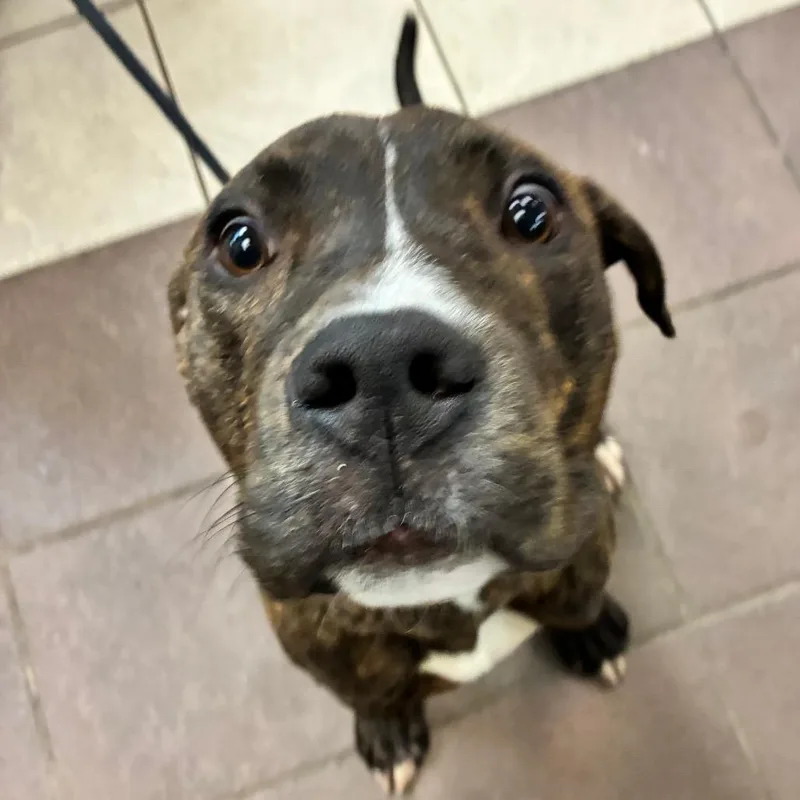 A young medium-sized male Brindle Mixed Breed dog named Strayevergreenstreetfoyeavenue for adoption in Columbus, GA