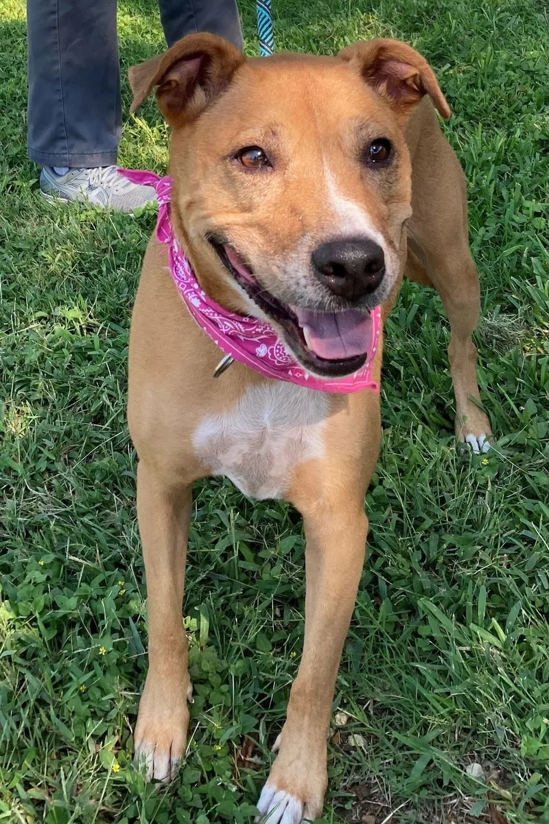An adult medium-sized male Labrador Retriever dog named Prancer for adoption in Waco, TX