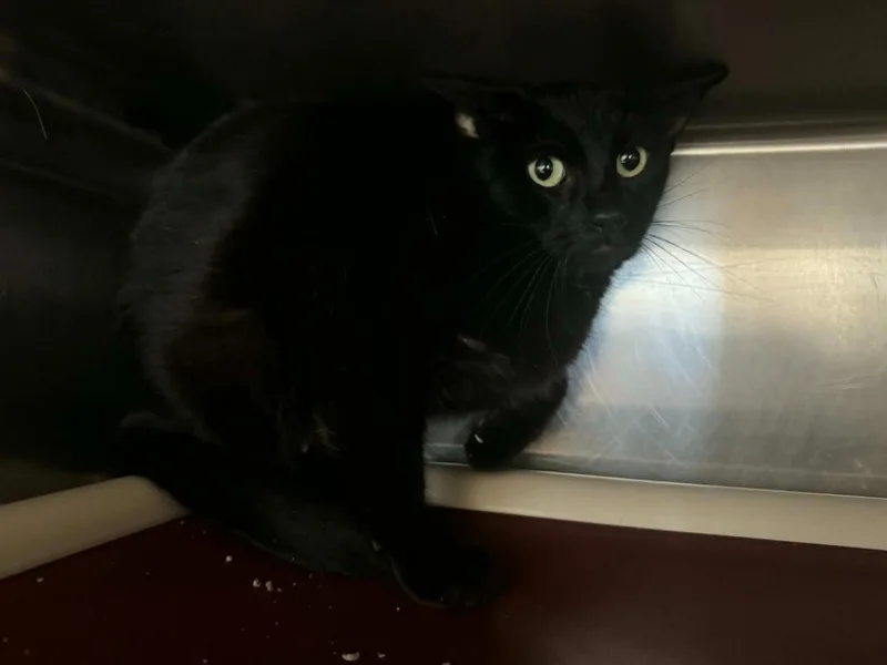 A young medium-sized female Domestic Short Hair cat named Mother Teresa for adoption in Marion, OH