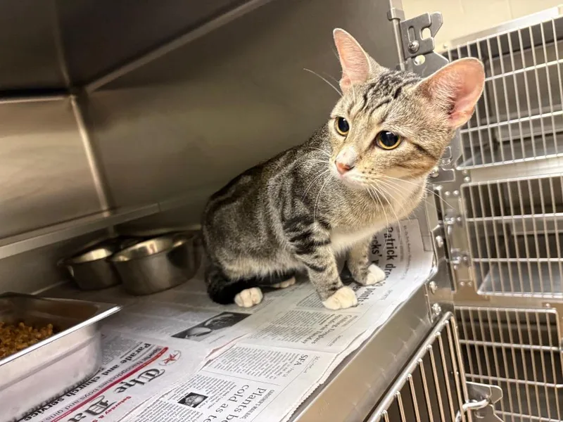 A young medium-sized male Tabby cat named Paddles for adoption in Nacogdoches, TX