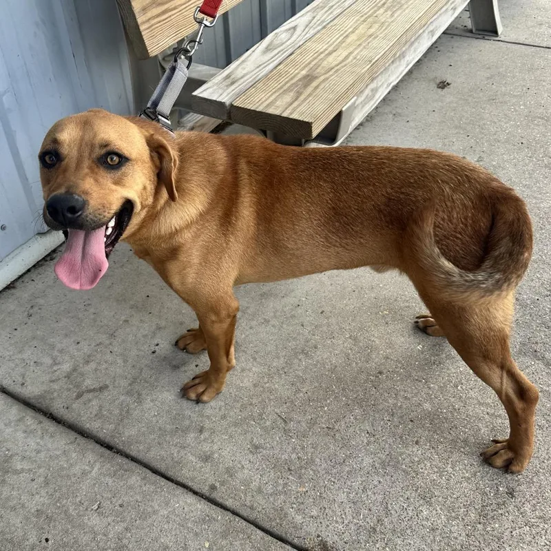 A young medium-sized male Brown / Chocolate Pit Bull Terrier dog named Bingo K for adoption in Union, MO