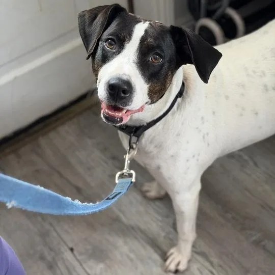 An adult medium-sized female Retriever dog named Daisy Darling for adoption in New Orleans, LA