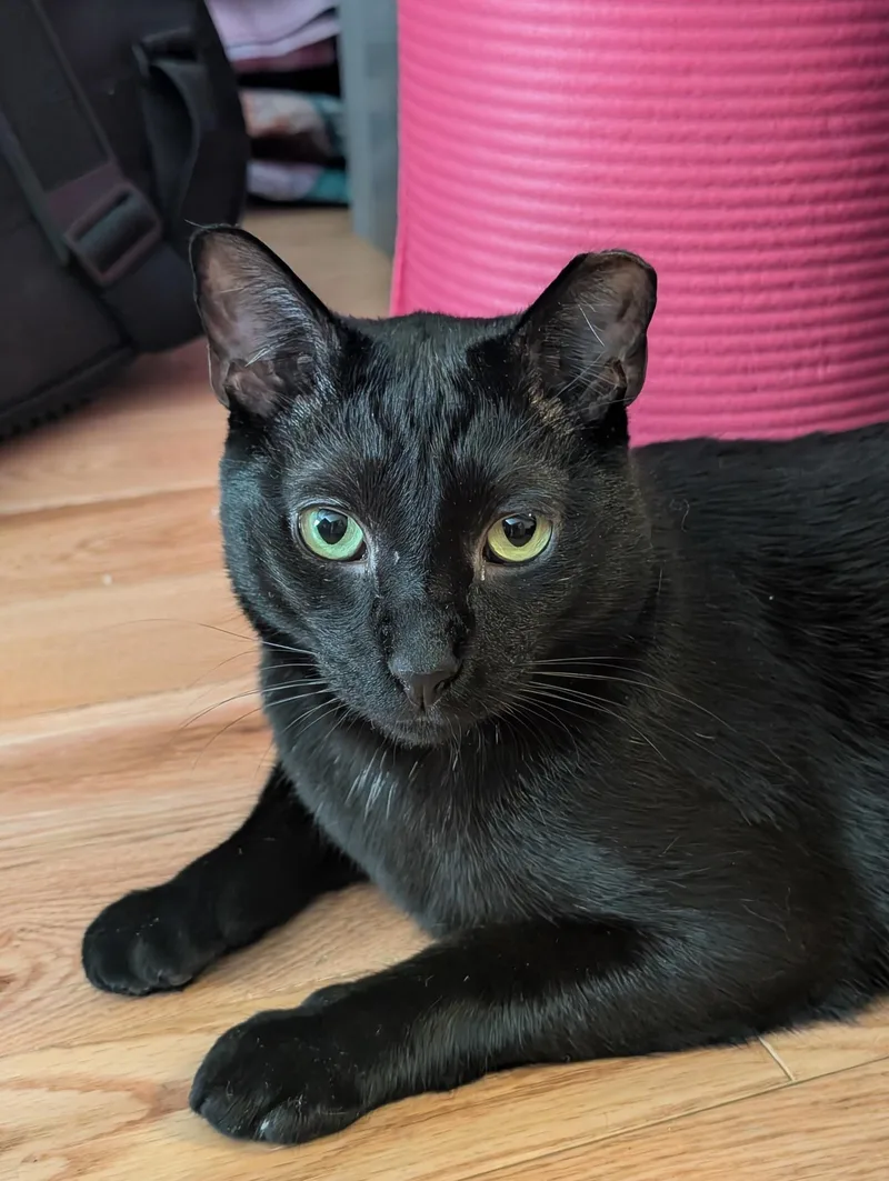 An adult medium-sized male Black Domestic Short Hair cat named Ron for adoption in Brooklyn, NY