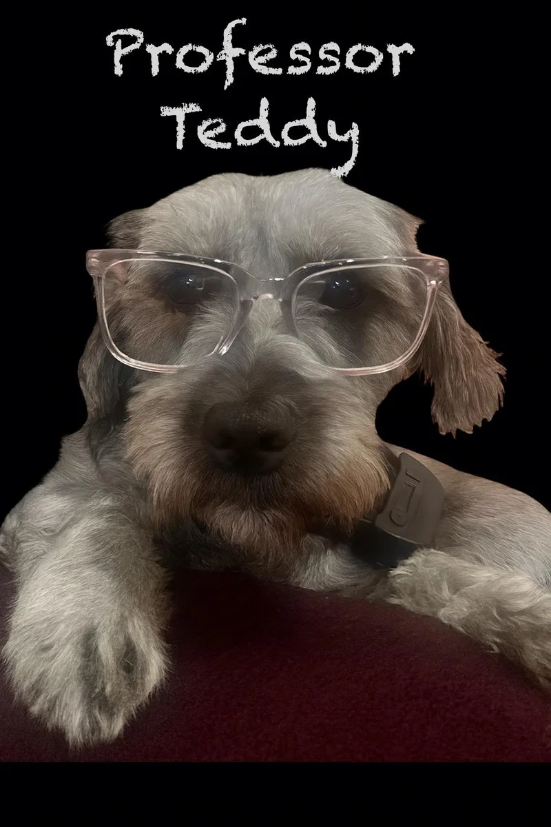 A young small-sized male Black Schnauzer dog named Teddy for adoption in CHURCHVILLE, NY