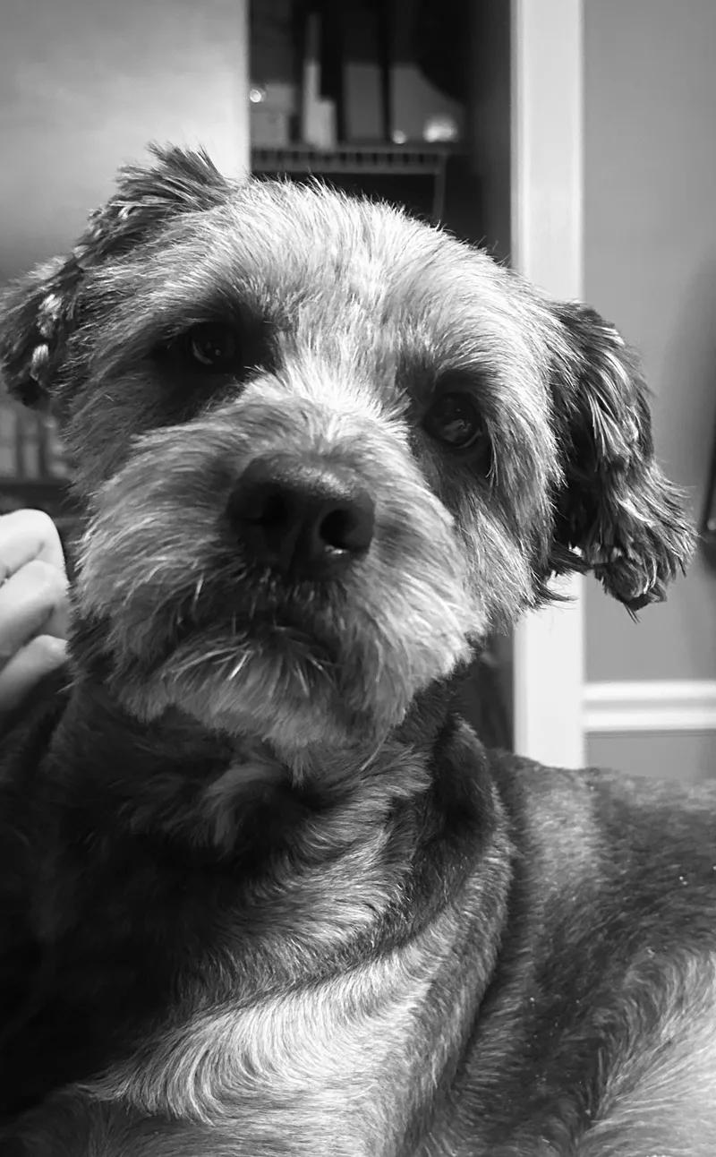 Teddy thumbnail 3