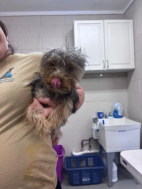 An adult medium-sized male Yellow / Tan / Blond / Fawn Yorkshire Terrier dog named Unknown for adoption in Burgaw, NC