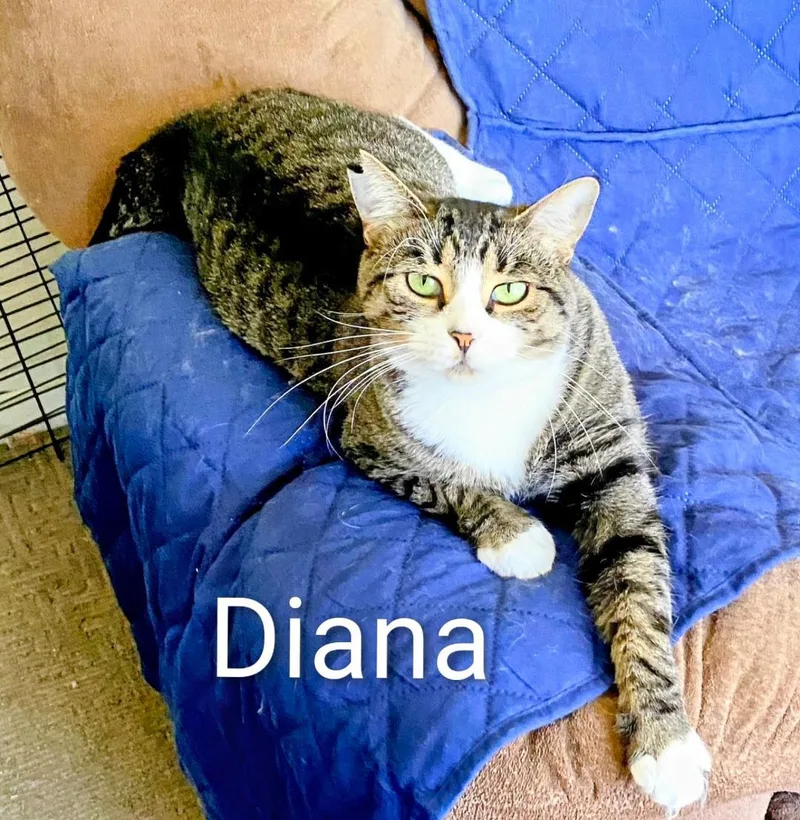 Diana thumbnail 3