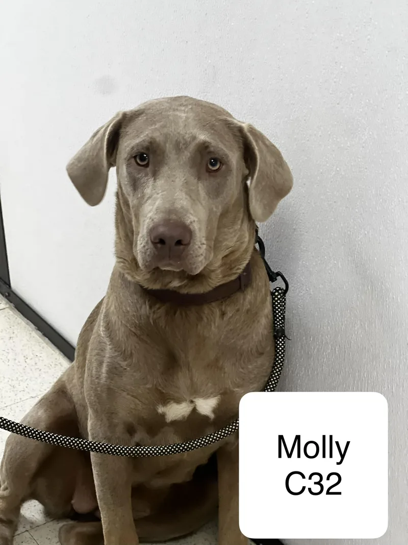 An adult medium-sized female Gray / Blue / Silver Labrador Retriever dog named Molly for adoption in Morganton, NC
